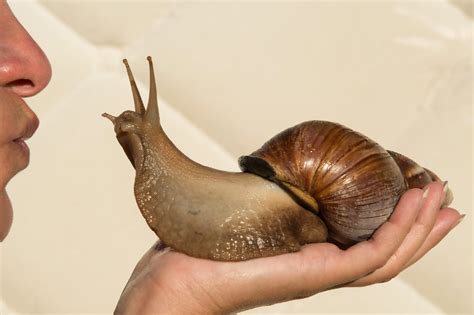 The Giant African Snail 9gag African Snail Giant Afri - vrogue.co