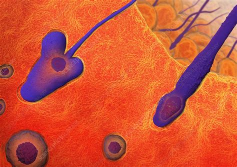 Sperm production, artwork - Stock Image - C009/9572 - Science Photo Library