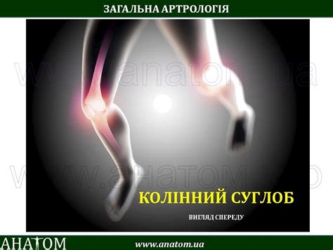 4 – ARTHROLOGIA – АНАТОМ | ANATOM.UA