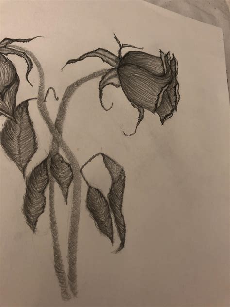 Wilting Flower Drawing