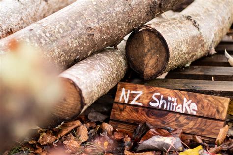 mushroom log tutorial maramas mushrooms