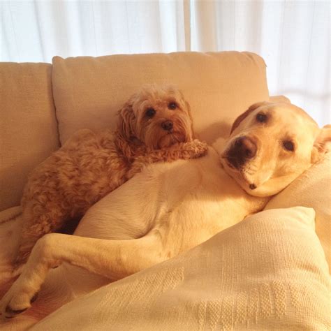 Cuddling Dogs Pictures, Photos, and Images for Facebook, Tumblr