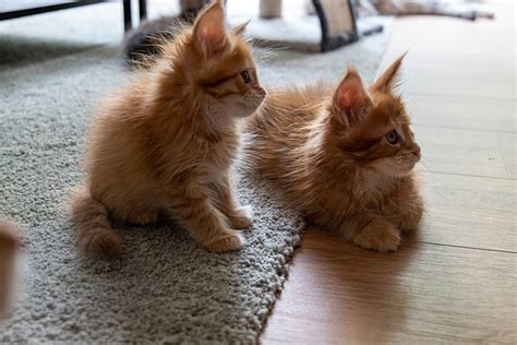 Maincoon Cat Kitten - Free photo on Pixabay - Pixabay