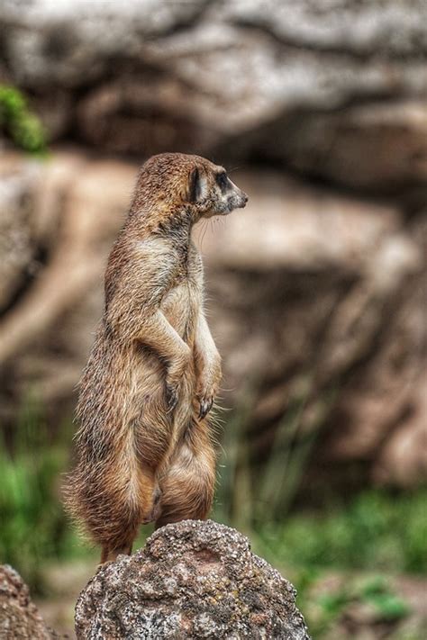 Meerkat Animal Wildlife - Free photo on Pixabay - Pixabay