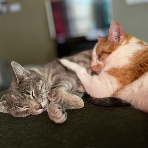 Ponyo and Wobbles - Contest Entry #43245 - Modern Cat