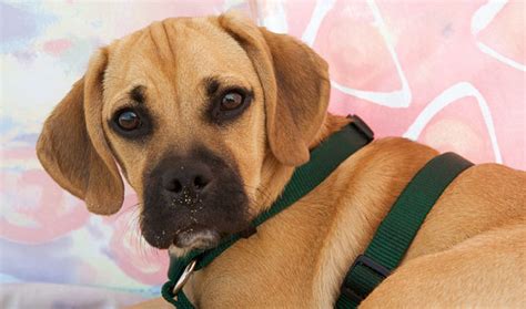 puggle alchetron   social encyclopedia