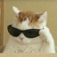 ideas de gatitos random gatos bonitos gatos meme gato