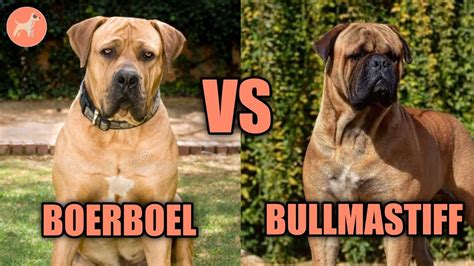 What Is The Difference Between A Bullmastiff And A Boerboel