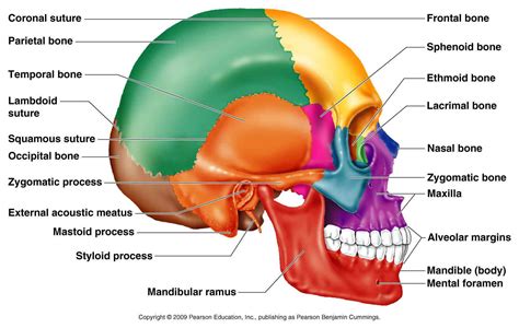 Classification of Bones | Human skull anatomy, Anatomy bones, Skull anatomy