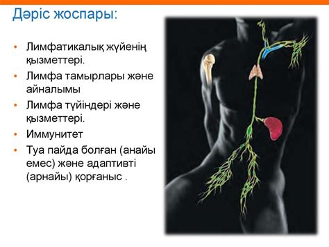 Лимфа жүйесі және иммунитет - презентация онлайн