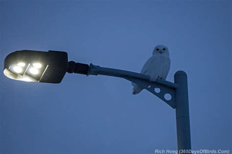 Crow Attacking Snowy Owl at Dawn (video) | 365 Days of Birds