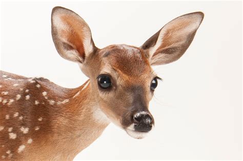 white tailed deer