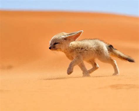 Rubah Fennec dan Mengapa Mereka Menyebut Gurun Sebagai Rumahnya ...