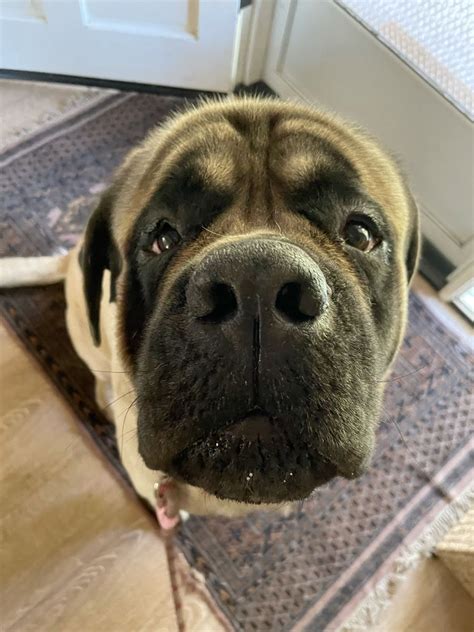 English Mastiff: The Adorable Doggo You'll Love