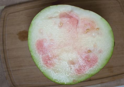 white watermelon watermelon white   solutions
