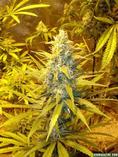 Barney's Farm - Acapulco Gold