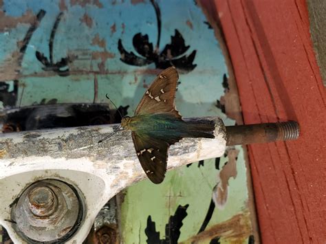 Butterfly, Moth, and Caterpillar Photographs from Mississippi