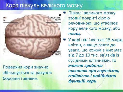 Проміжний мозок Півкулі великого мозку 1 2 3
