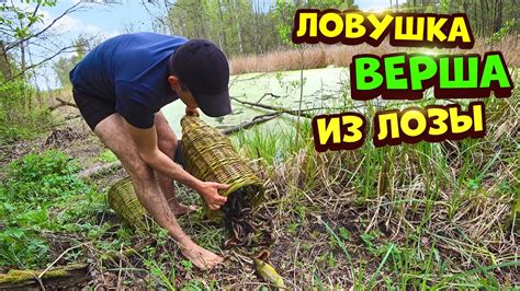 Ловушка верша морда из лозы.Как делали наши деды.Жесть улов! - YouTube