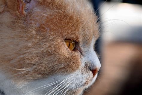 Free picture: fur, wildlife, eye, portrait, animal, cat, cute, feline