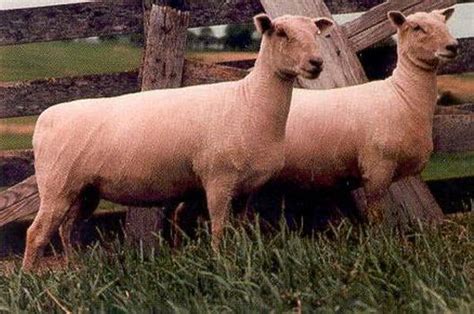 Southdown Sheep Breed Information, History & Facts - RaisingSheep.net