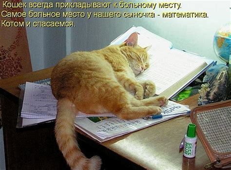 Прикольные и смешные зверюшки (74 фото)