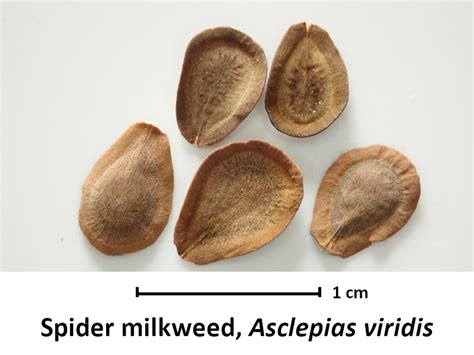 Asclepias viridis (Spider Milkweed)