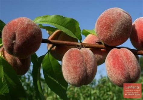 Персик 'Пушистый ранний' — описание сорта, характеристики | на LePlants.ru