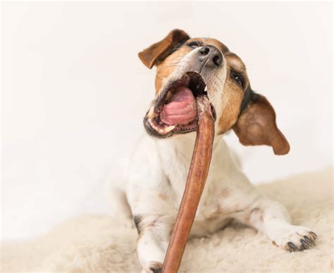 can dogs eat animal bones 3
