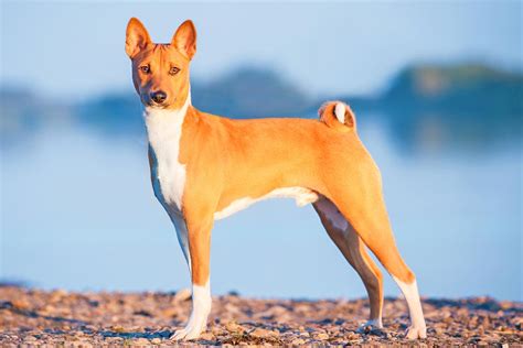 Basenji - rysy charakteru a chování tohoto jedinečného plemene psů
