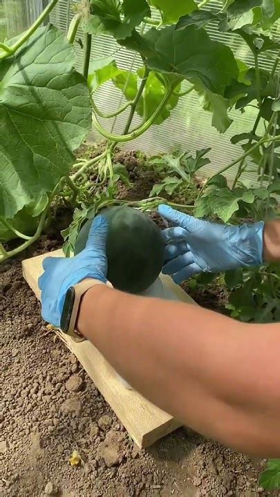 Взвешиваем арбузы #дача #арбузы#огород#арбузики#арбуз#garden#сад# - YouTube
