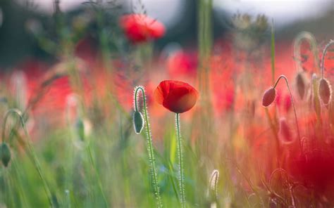 photography, red flowers, plants, flowers, poppies, HD Wallpaper | Rare