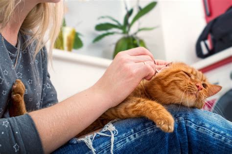 Как чистить уши кошке — пошаговая инструкция