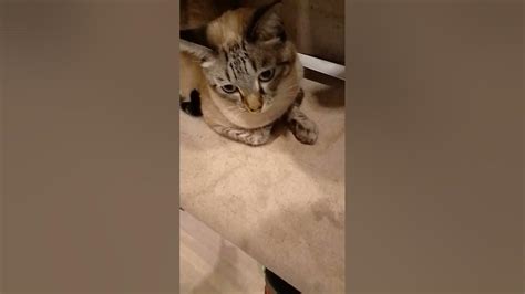 кот зевает - YouTube