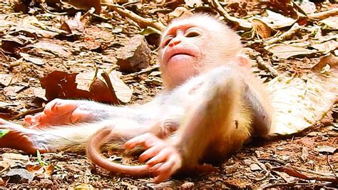 #monkey #animals #monkeys #wildlife #nature #animal #monkeysofinstagram ...