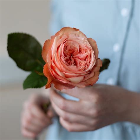 Пионовидная роза «Кахала», Flowers Moscow, Russia, buy at a price of ...