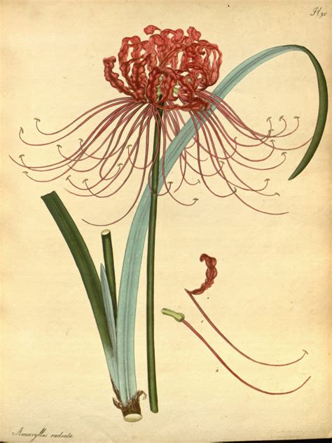 00_Lycoris_radiata - KURIOUS