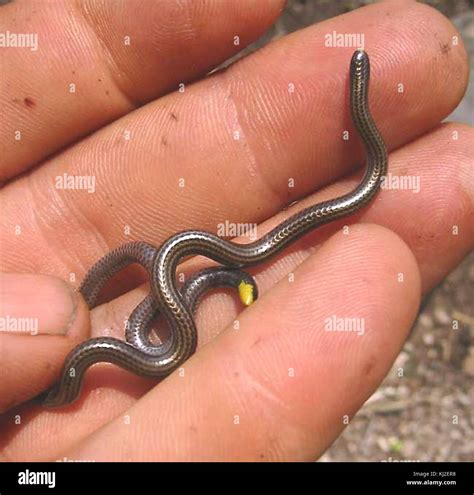 small snake  res stock photography  images alamy