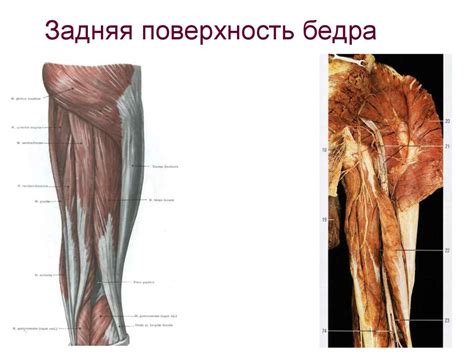 Топографическая анатомия нижней конечности - презентация онлайн