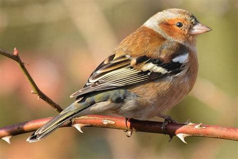 Зяблик / Fringilla coelebs / Chaffinch / Птицы Европы