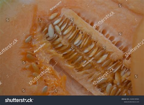 Pakistans Famous Yellow Melon Which Sweeter Stock Photo 2169239581 ...