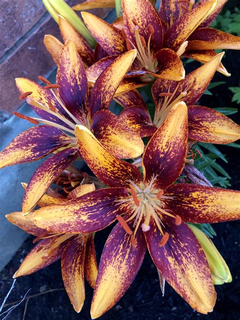 Asiatic Lilies (Tiny Orange Sensation) in bloom : gardening
