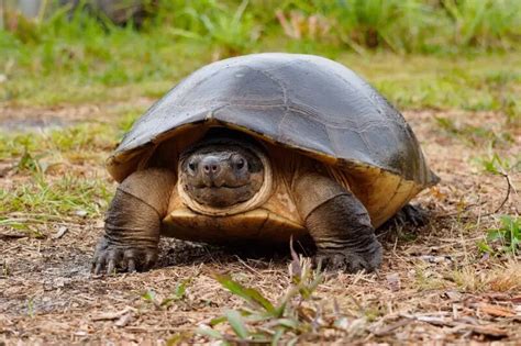 malaysian giant turtle facts diet habitat pictures  animaliabio