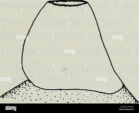 Reticulate body hi-res stock photography and images - Alamy
