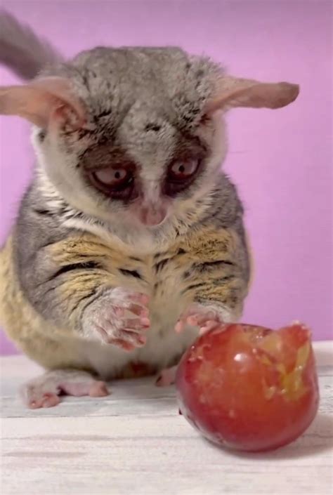 130 Galago Bush Babies ideas | cute little animals, silly animals