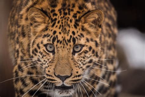 Amur Leopard Cub on the prowl (OC) : r/AnimalPorn