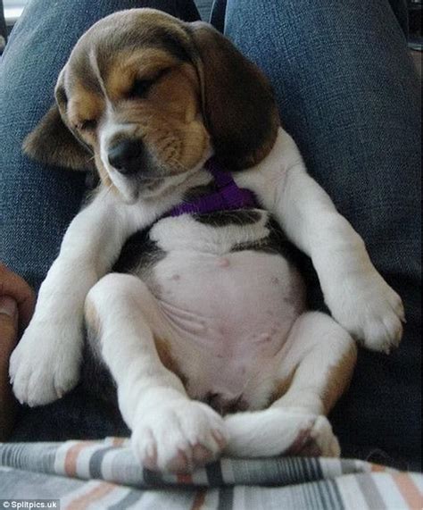 The cutest sleeping dogs on the internet | Daily Mail Online