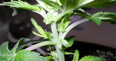 How to Spot and Avoid Hermaphrodite Cannabis Plants - WeedSeedShop