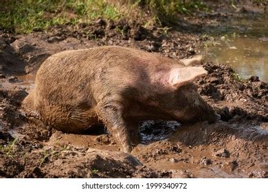 562 Pig mud bath Images, Stock Photos & Vectors | Shutterstock