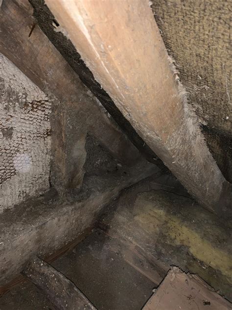 how to clear wasps nest 7